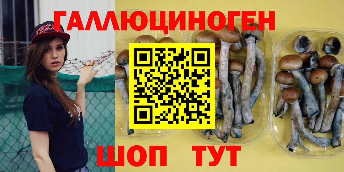 Камень-на-Оби  Галлюциногенные грибы GOLDEN TEACHER  Вход с VPN  Псилоцибиновые грибы GOLDEN TEACHER 